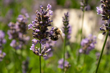 Honey Bee picking nectar in a lavender garden. Blooming herbals. Purple flowers. Copy space text, close up.