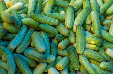 Heap of fresh harvested green cucumber for sale in market.