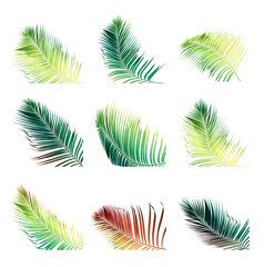 Set of coconut frond and palm leaf tree isolated on white background