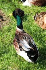 funny crested duck on the grass close up