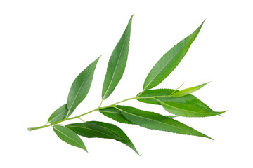 Willow branch isolated on white background without shadow. Plant branch for packaging, invitation and other design