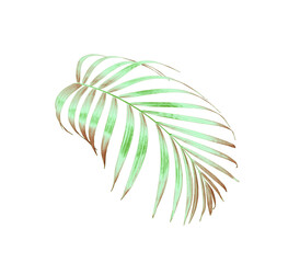 green palm leaf isolated on white for summer background