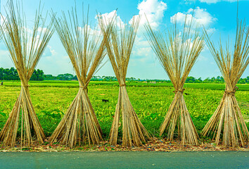 Jute plant stems laid for drying in the sun with sky and green tree and bushes on background.Cultivation of jute plant in West bengal, India - obrazy, fototapety, plakaty