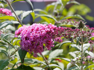 Buddleja davidii - Gros plan sur épis à petite fleurs bleu du Buddléia de David ou Arbre aux papillons © Marc