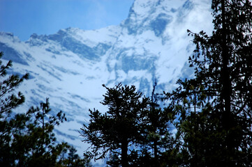 trees and snow-covered mountains