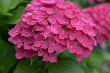 赤いアジサイの花