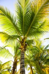 Fototapeta premium Large green branches on coconut trees against the sky