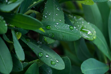 water drop from rain on green leaf in rainforest. 