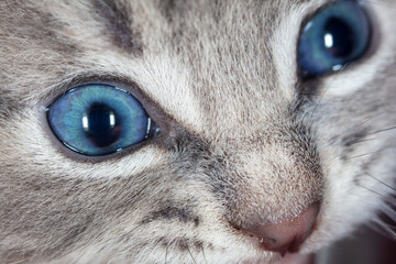 Close up of the blue eye of a little kitten.