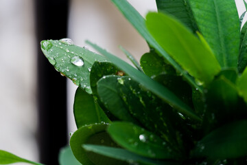 water drop from rain on green leaf in rainforest. 
