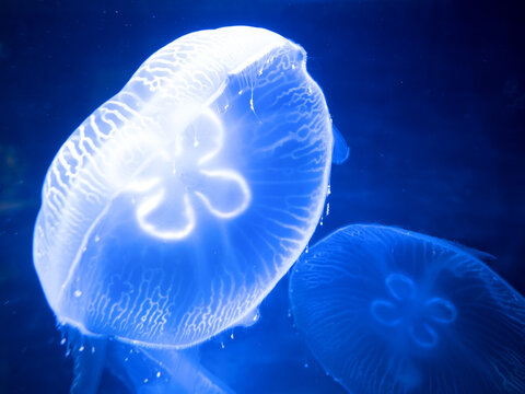 564 Best ミズクラゲ Images Stock Photos Vectors Adobe Stock 564 Best ミズクラゲ Images Stock Photos Vectors Adobe Stock