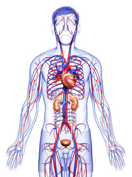 3d Rendered, Medically Accurate Illustration Of The Kidneys And Circulatory System