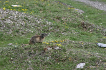Marmotte
