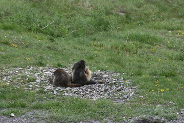 Jeu de Marmottes 