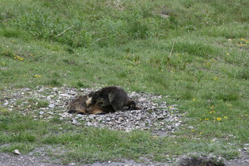 Fototapeta premium Jeu de Marmottes 