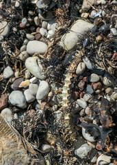 dead fish skeleton fragments on a pebble background, Baltic Sea coast, Estonia
