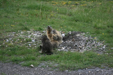 Jeu de Marmottes 