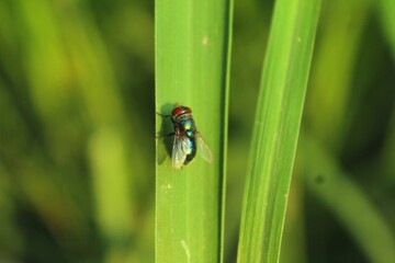 fly on grass leaf