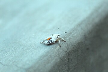 insect on concrete