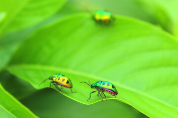 ladybug on green leaf