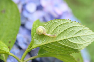 蝸牛とあじさい