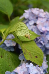蝸牛とあじさい