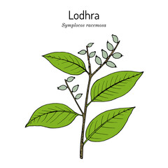 Lodhra Symplocos Racemosa , medicinal plant