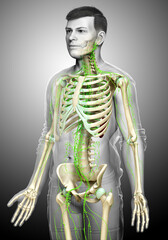 3d rendered medically accurate illustration of a male lymphatic system