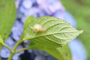 蝸牛とあじさい