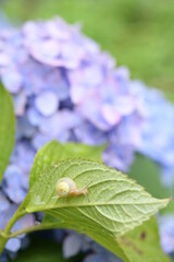 蝸牛とあじさい