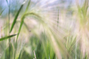 fluffy barley in a summer field