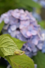 蝸牛とあじさい