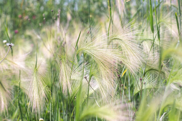 fluffy barley in a summer field