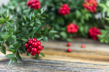 Red Berry Kokina Flower.