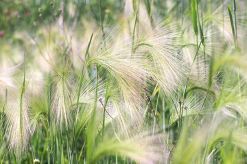 fluffy barley in a summer field