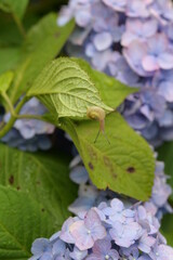 蝸牛とあじさい