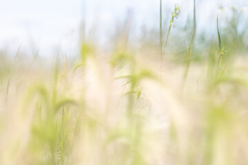 fluffy barley in a summer field