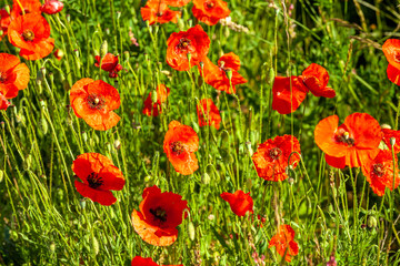 Poppy fields Frane