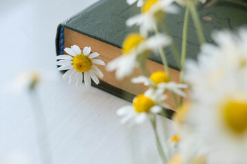 Old book with a flower inside, a daisy in a book, drying flowers and plants