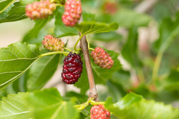 Fruits of mulberry, ripe and green silk in the garden on a tree