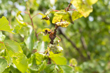 Insect leaves, spoiled fruit leaves, garden pests
