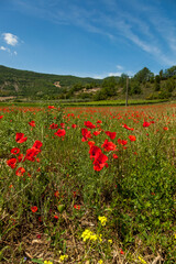 poppy fields french countryside in spring