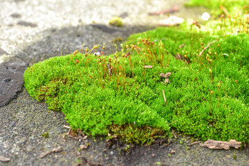 Beautiful green moss on the floor, moss closeup, macro. Beautiful background of moss for wallpaper.