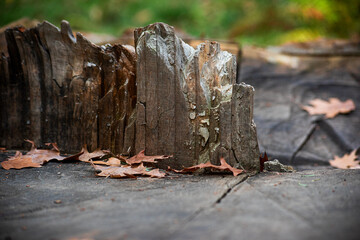 Part of the tree sequoia, soft focus
