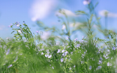 blue flax flowers in a summer flowering field