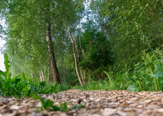 Foto op Plexiglas Berkenbos ochtendlandschap met berkenbos en ruw getextureerd pad op de voorgrond, wazige voorgrond, zomer