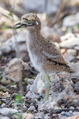 Spotted Thick-knee.