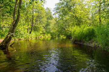 landscape with forest river reflection view, green forest river view