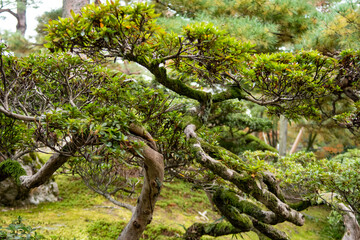 Green bonsai tree with branches covered with moss in Kenroku-en Park in Kanazawa, Japan, Novemeber.