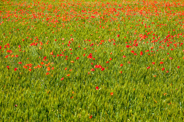 poppy fields french countryside in spring